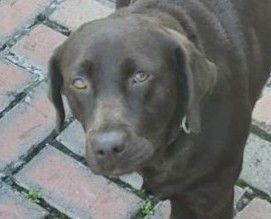 Dogs of Eaglemont #91