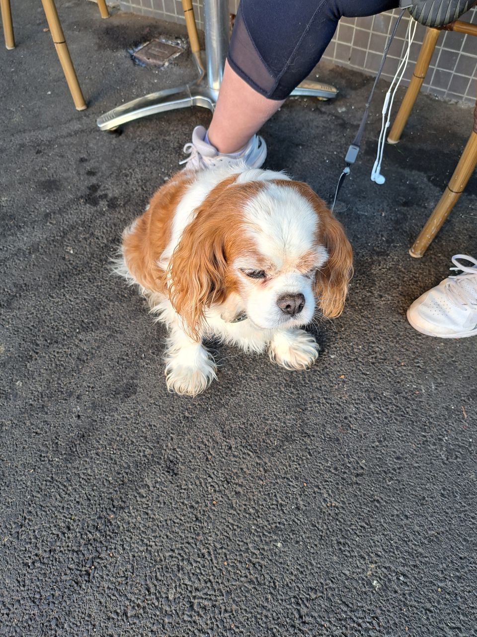 Dogs of Eaglemont #69