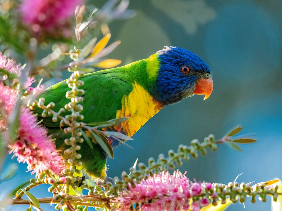Birds in our backyards