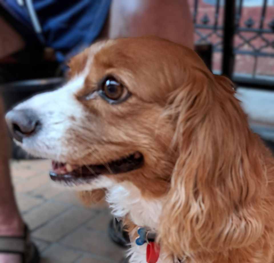 Dogs of Eaglemont #90